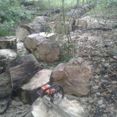 Распиловка ствола дерева